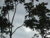 tropical hardwood with howler monkeys costa rica